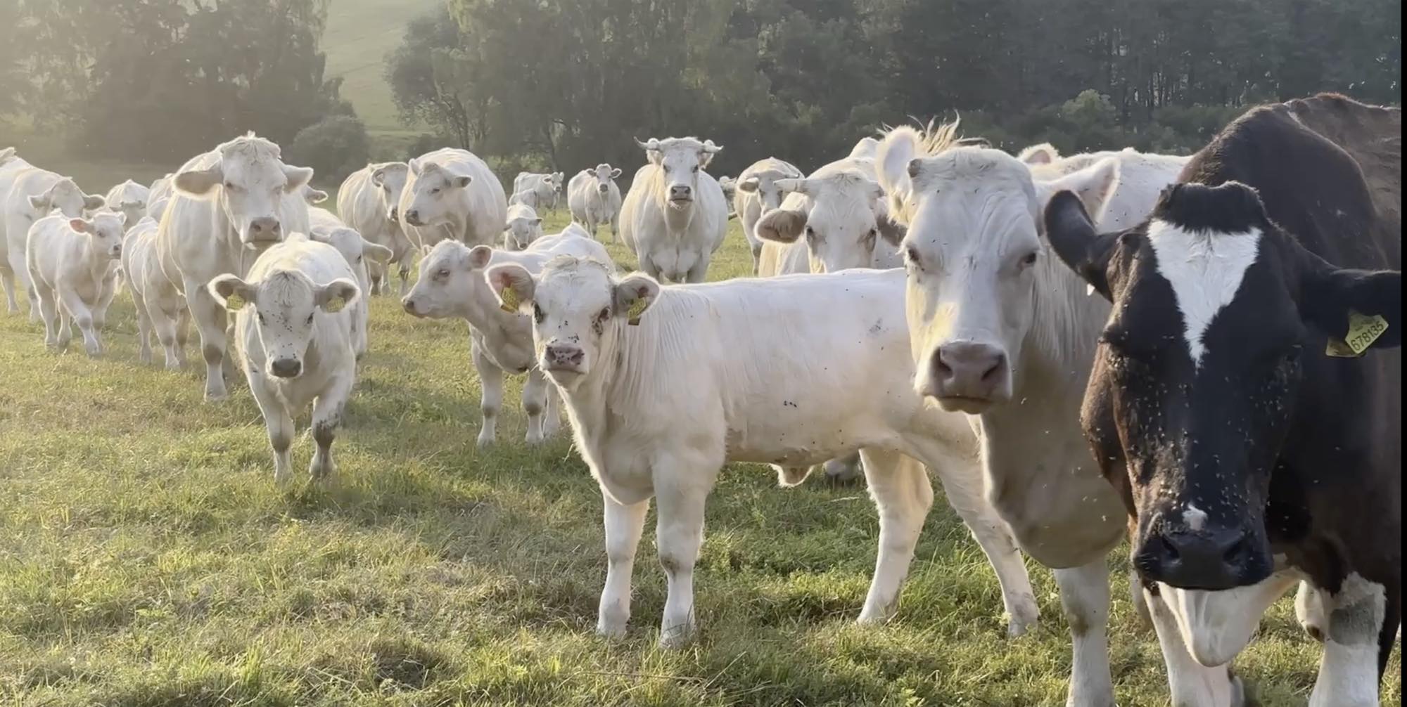 Stádo Charolais na pastvě