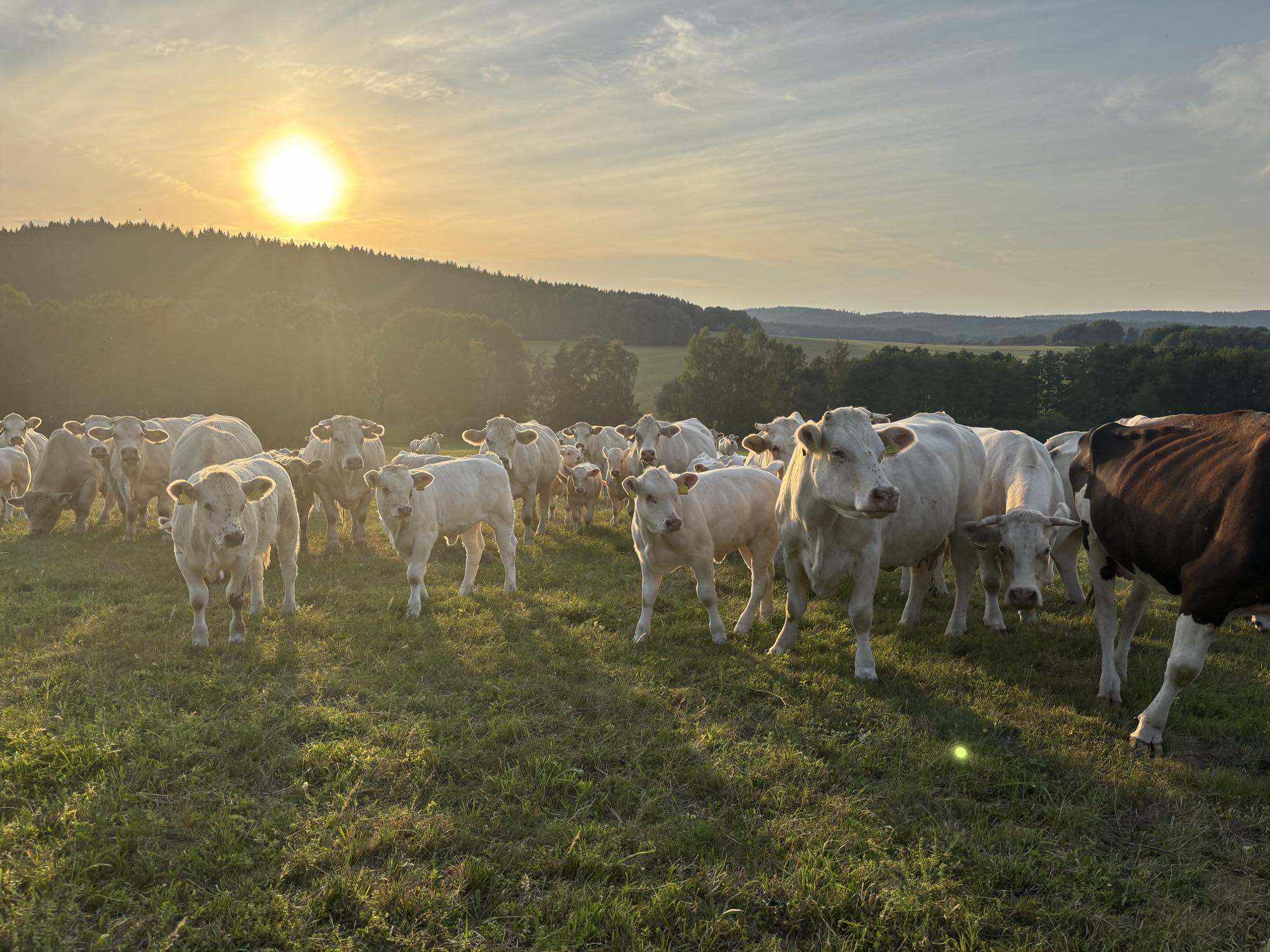 Stádo Charolais na pastvě